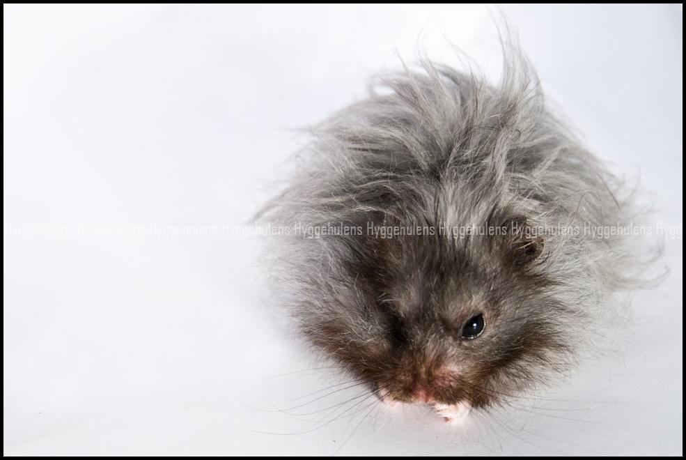 Hamster Futte † 2012 † billede 4