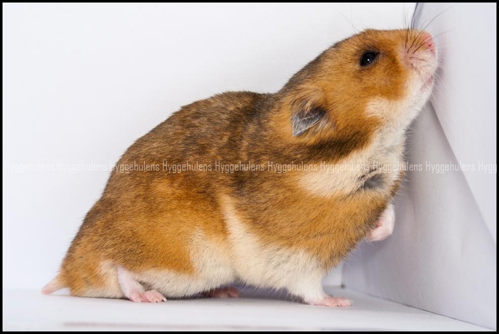 Hamster Pascal † 2012 † billede 11