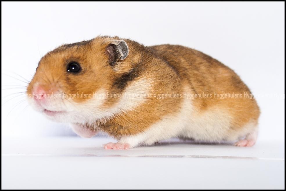 Hamster Pascal † 2012 † billede 10