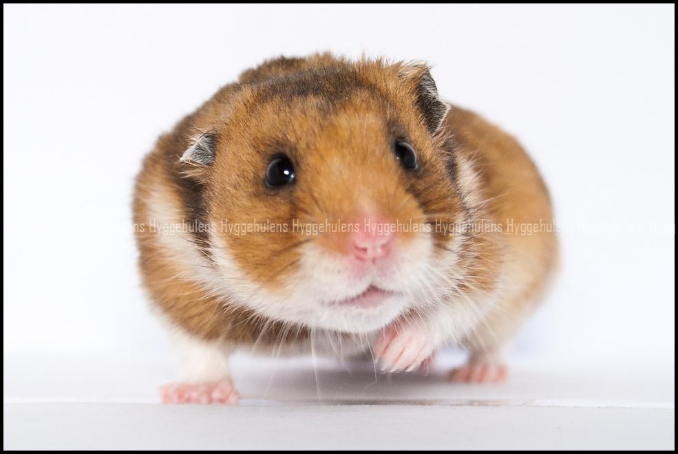 Hamster Pascal † 2012 † billede 7