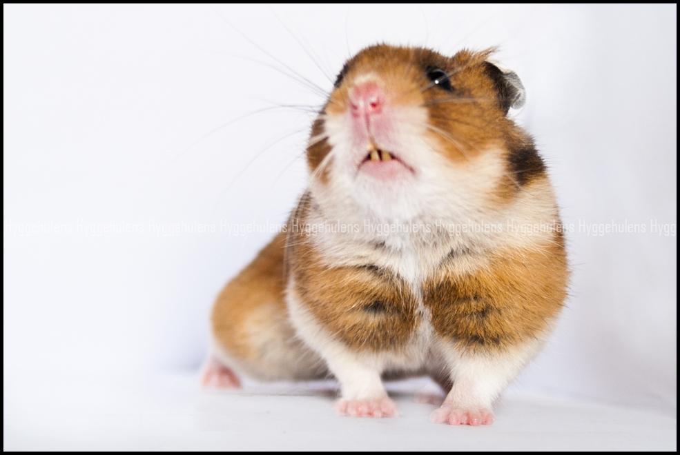 Hamster Pascal † 2012 † billede 8