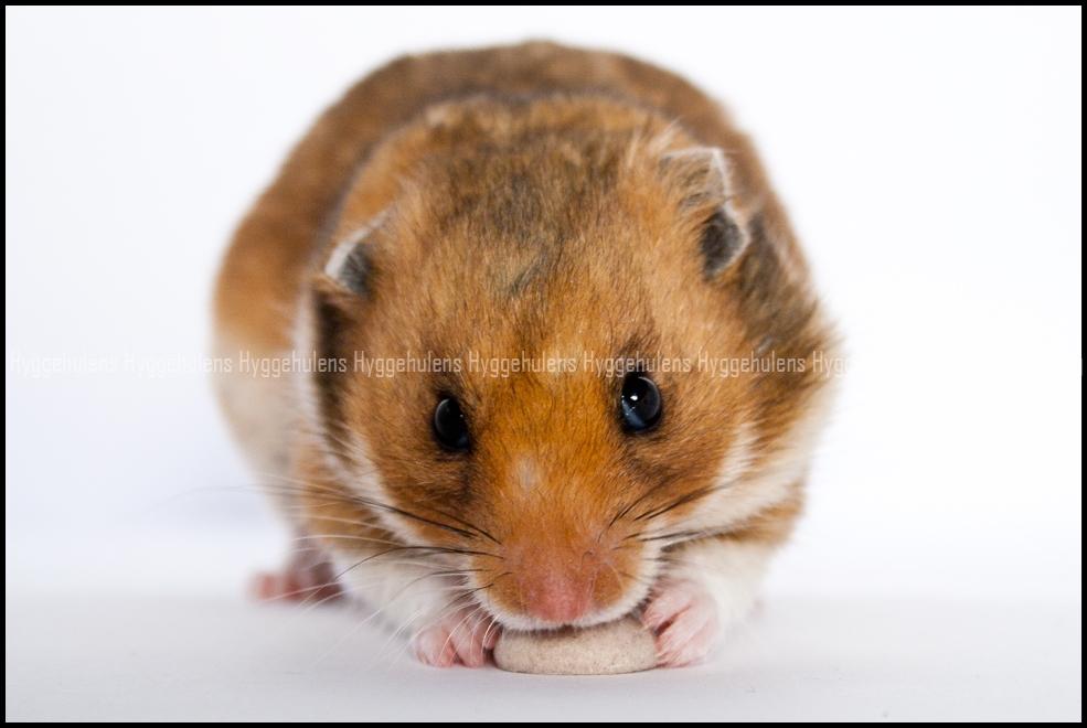 Hamster Pascal † 2012 † billede 9