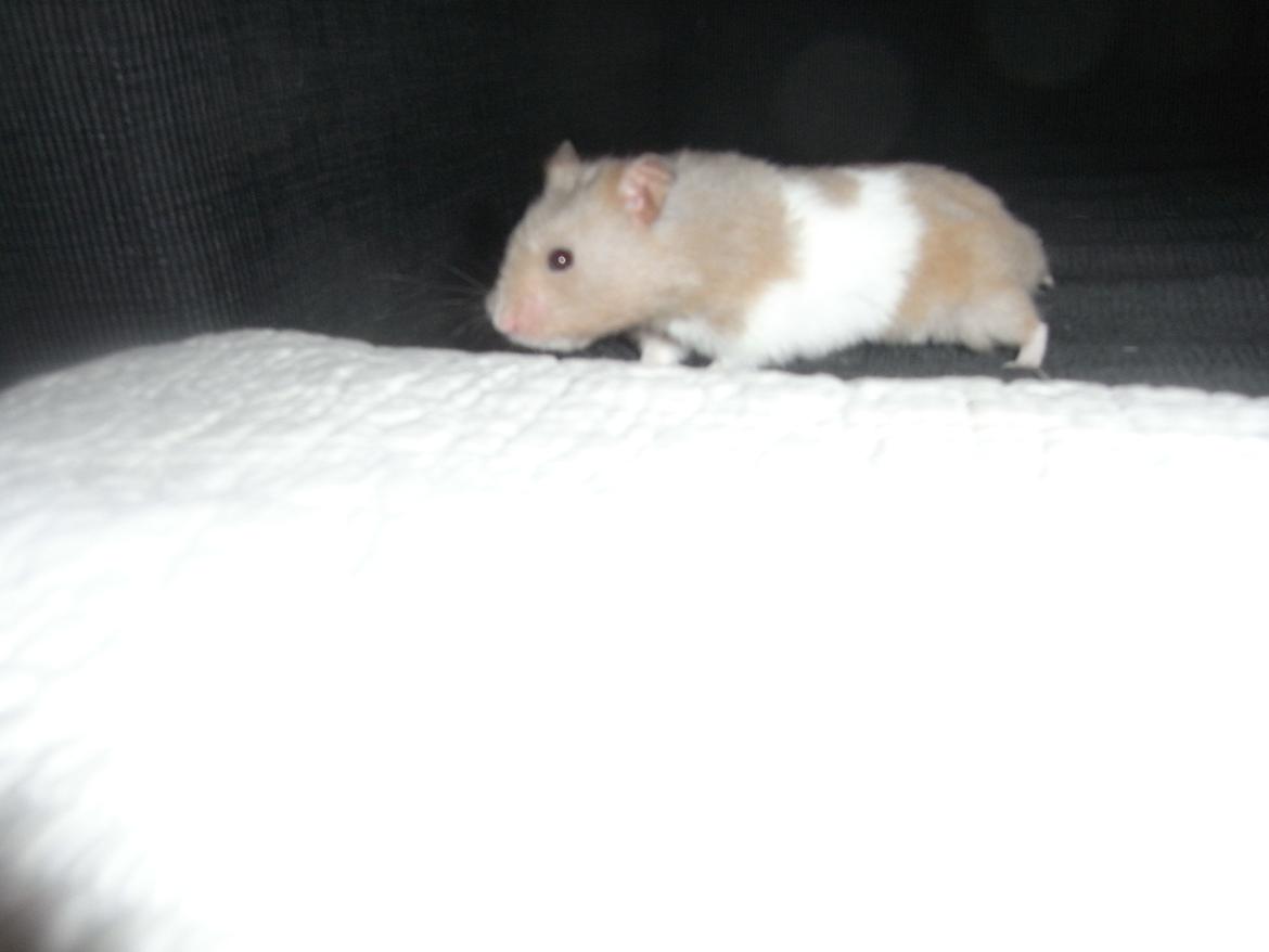 Hamster John(ny) (himmelhamster) billede 1