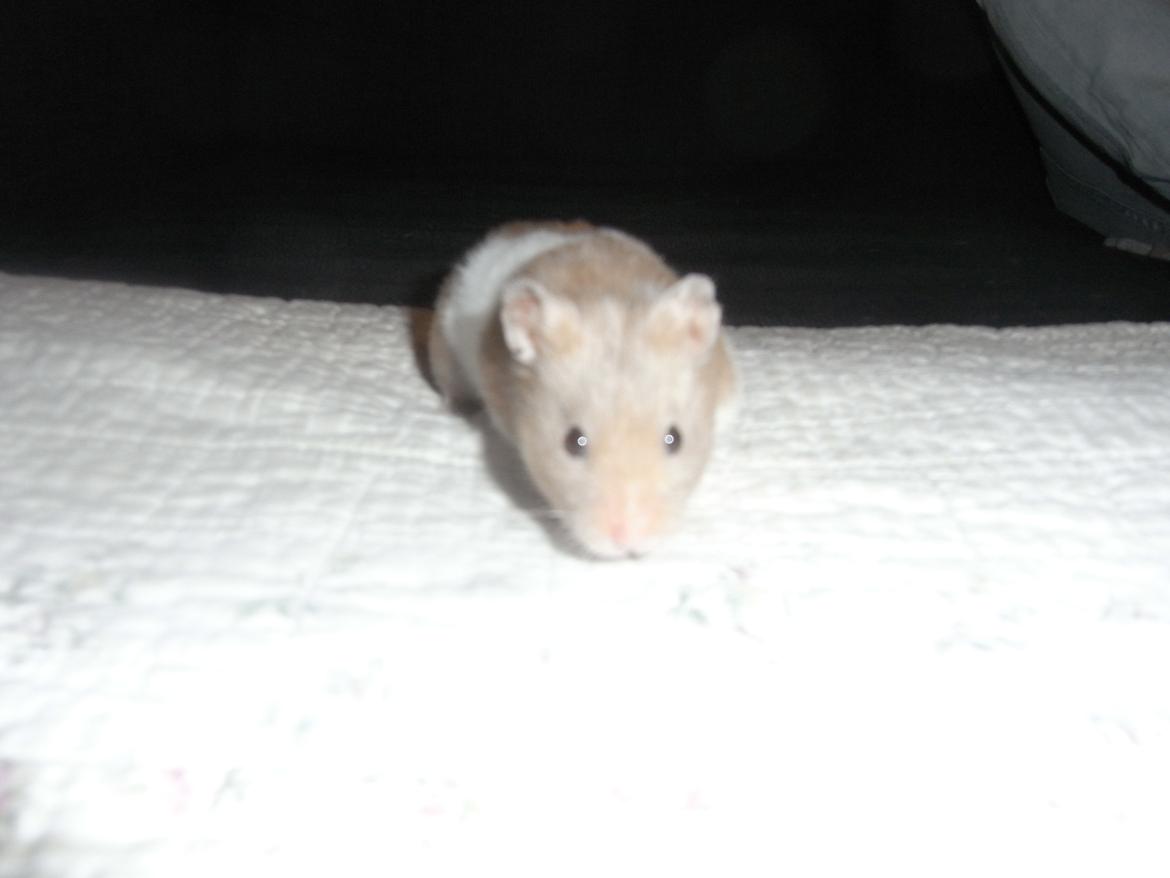 Hamster John(ny) (himmelhamster) billede 2