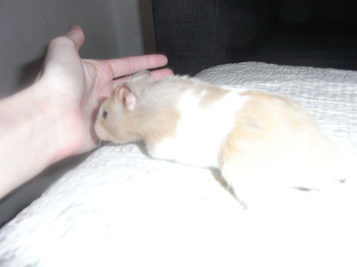 Hamster John(ny) (himmelhamster) billede 3