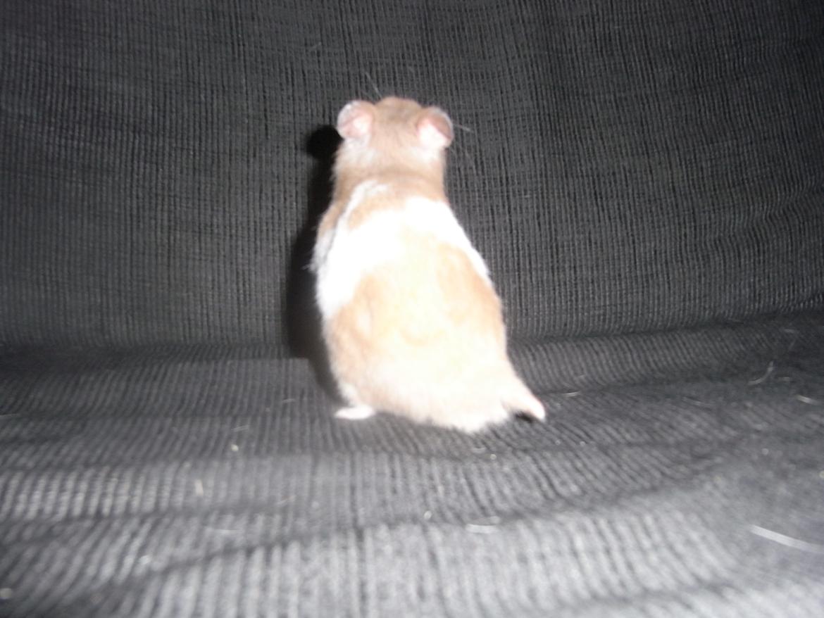 Hamster John(ny) (himmelhamster) billede 4