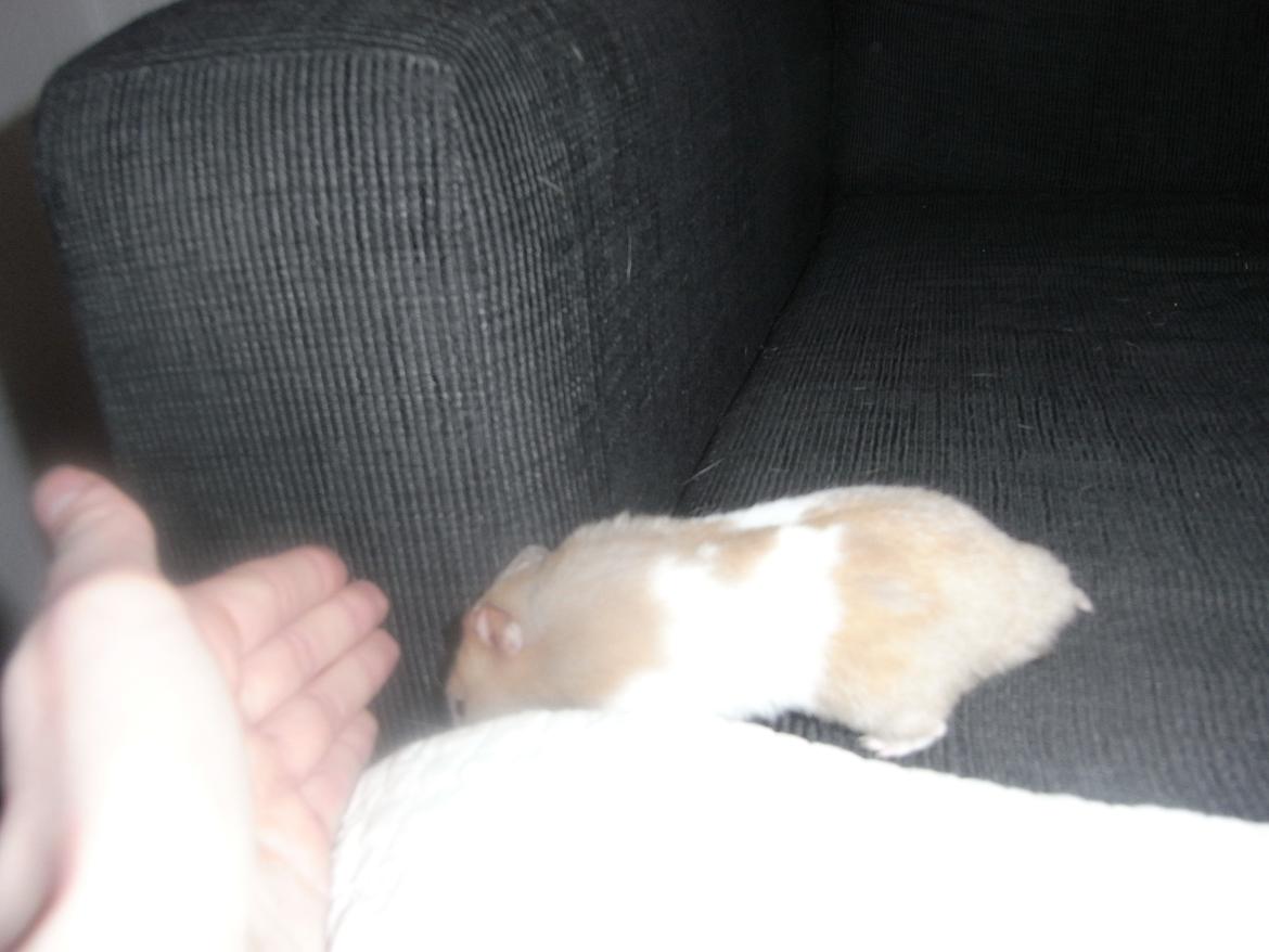 Hamster John(ny) (himmelhamster) billede 5