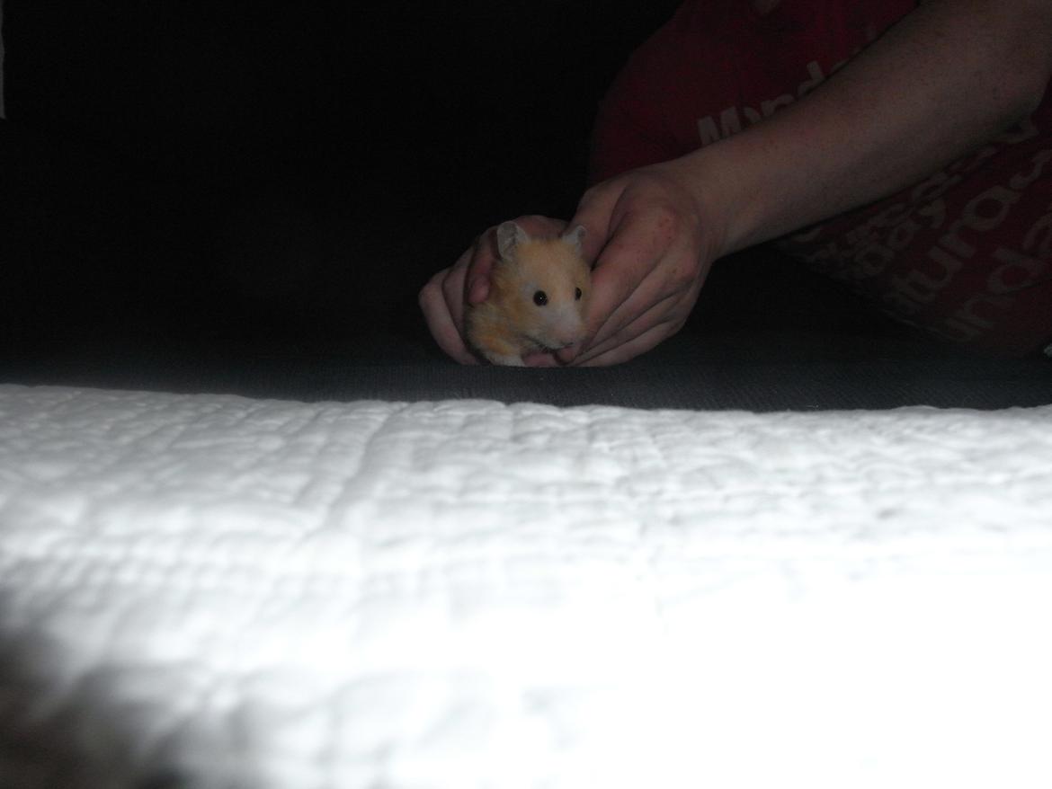 Hamster Henrik (himmelhamster) billede 1