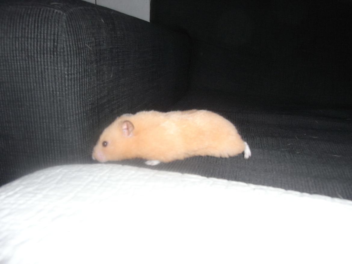 Hamster Henrik (himmelhamster) billede 2