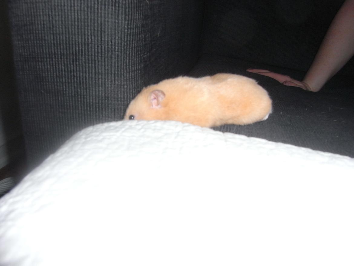 Hamster Henrik (himmelhamster) billede 3