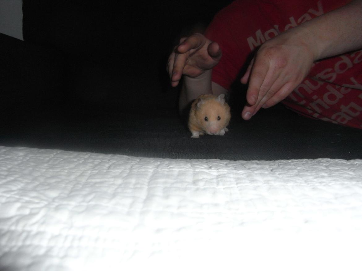 Hamster Henrik (himmelhamster) billede 5