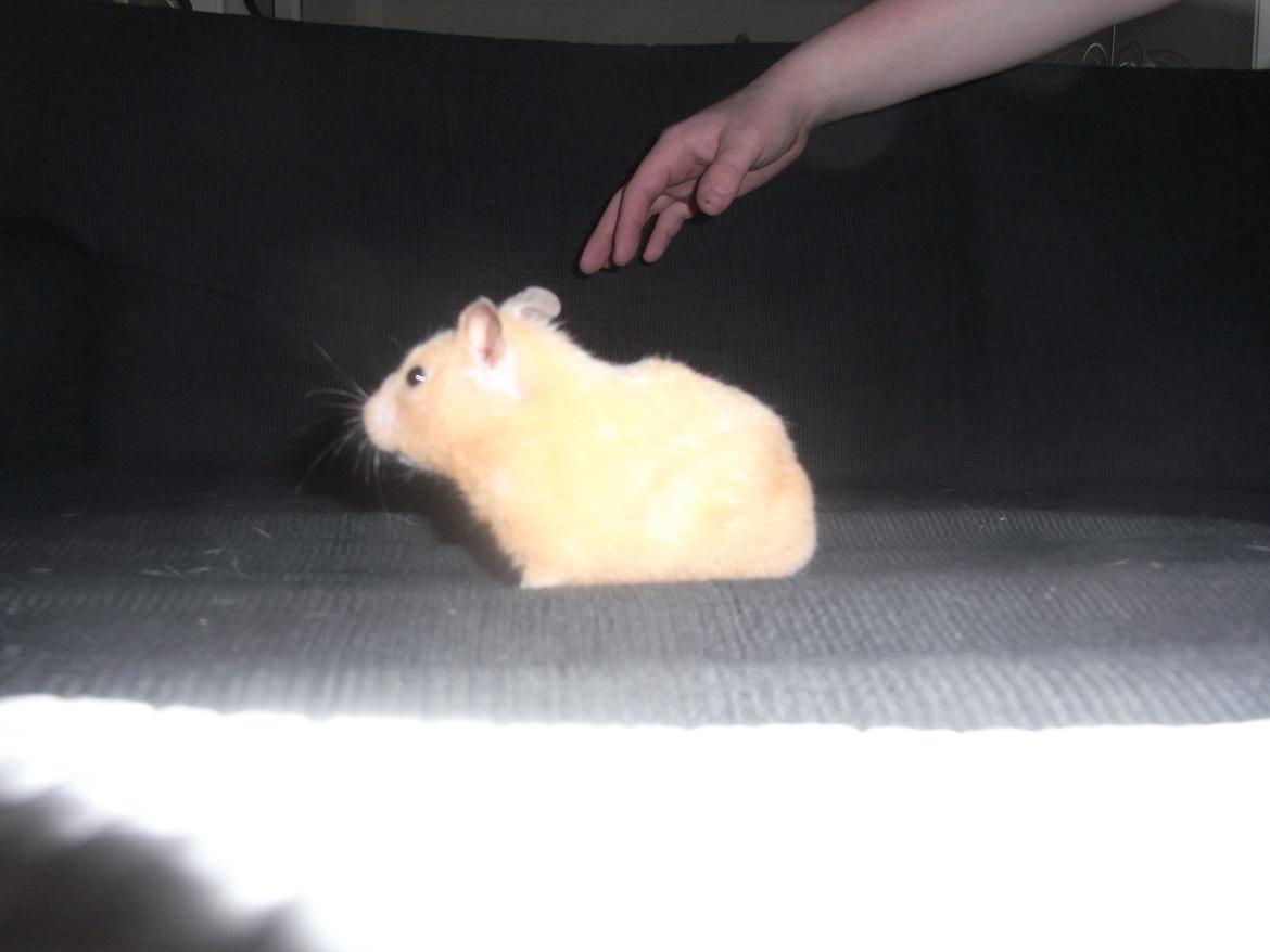 Hamster Henrik (himmelhamster) billede 6