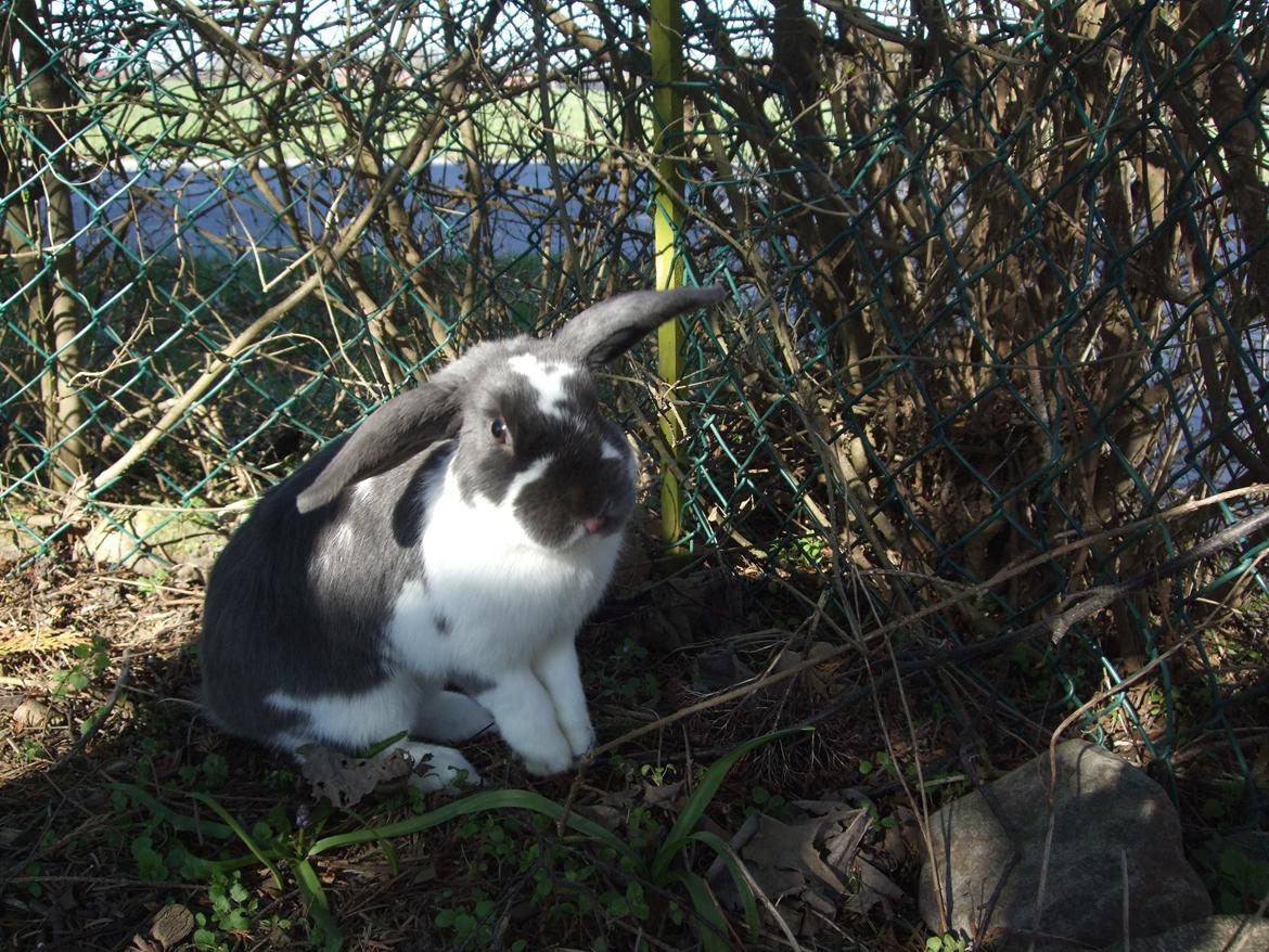 Kanin Funny's Lakio Look alike a Moviestar - Funny's Lakio look alike a Moviestar billede 1