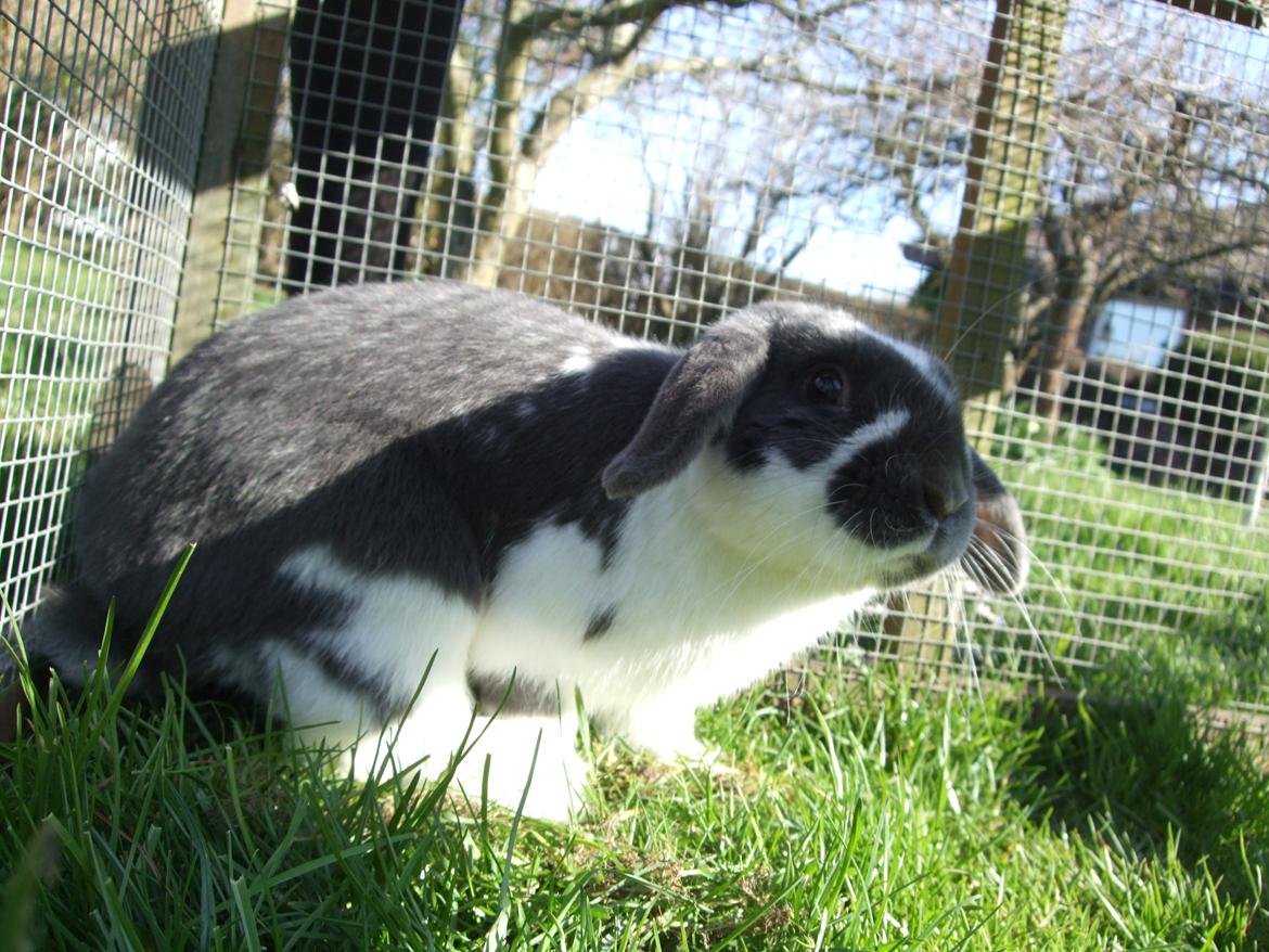 Kanin Funny's Lakio Look alike a Moviestar billede 3