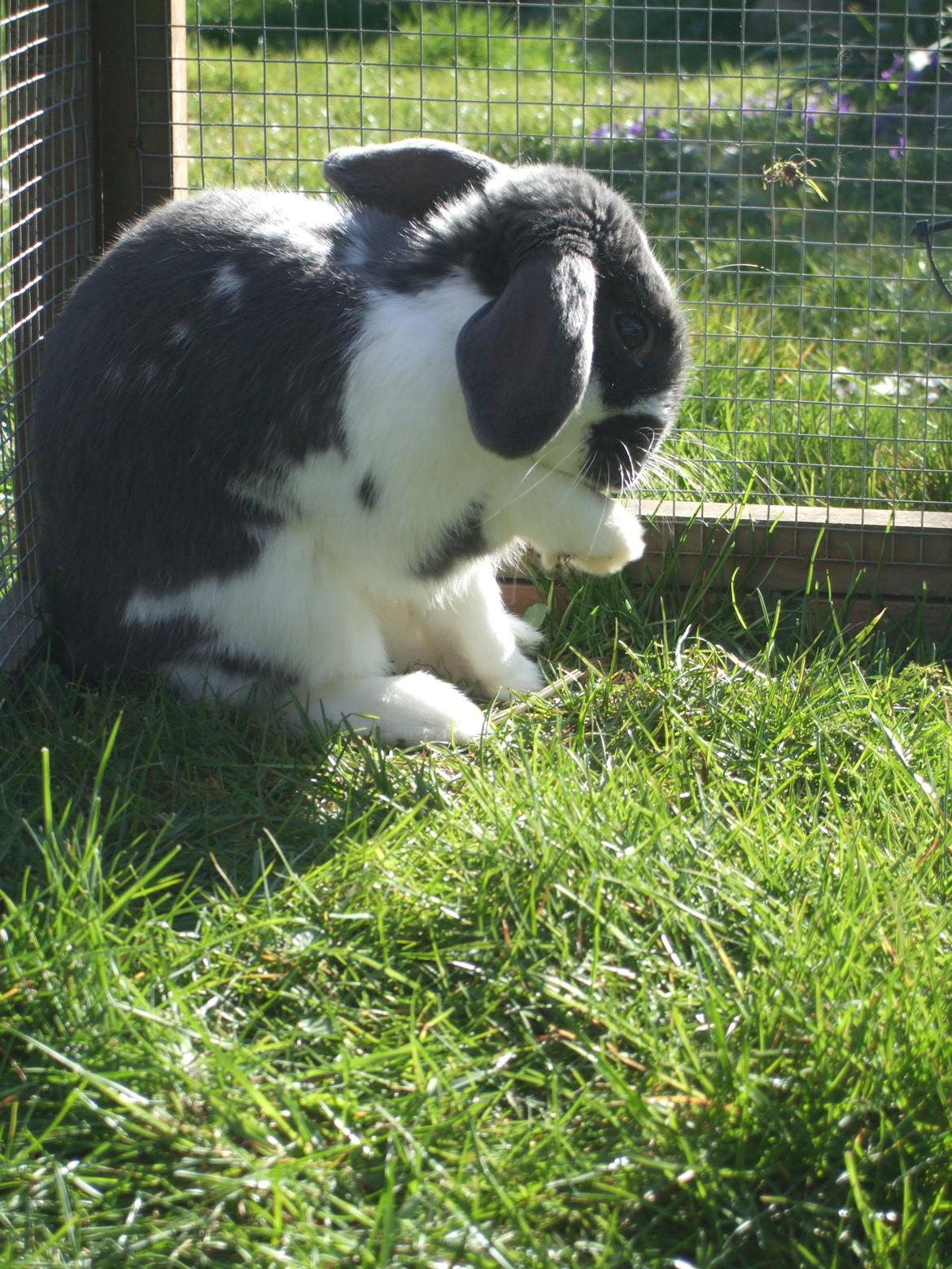 Kanin Funny's Lakio Look alike a Moviestar billede 4