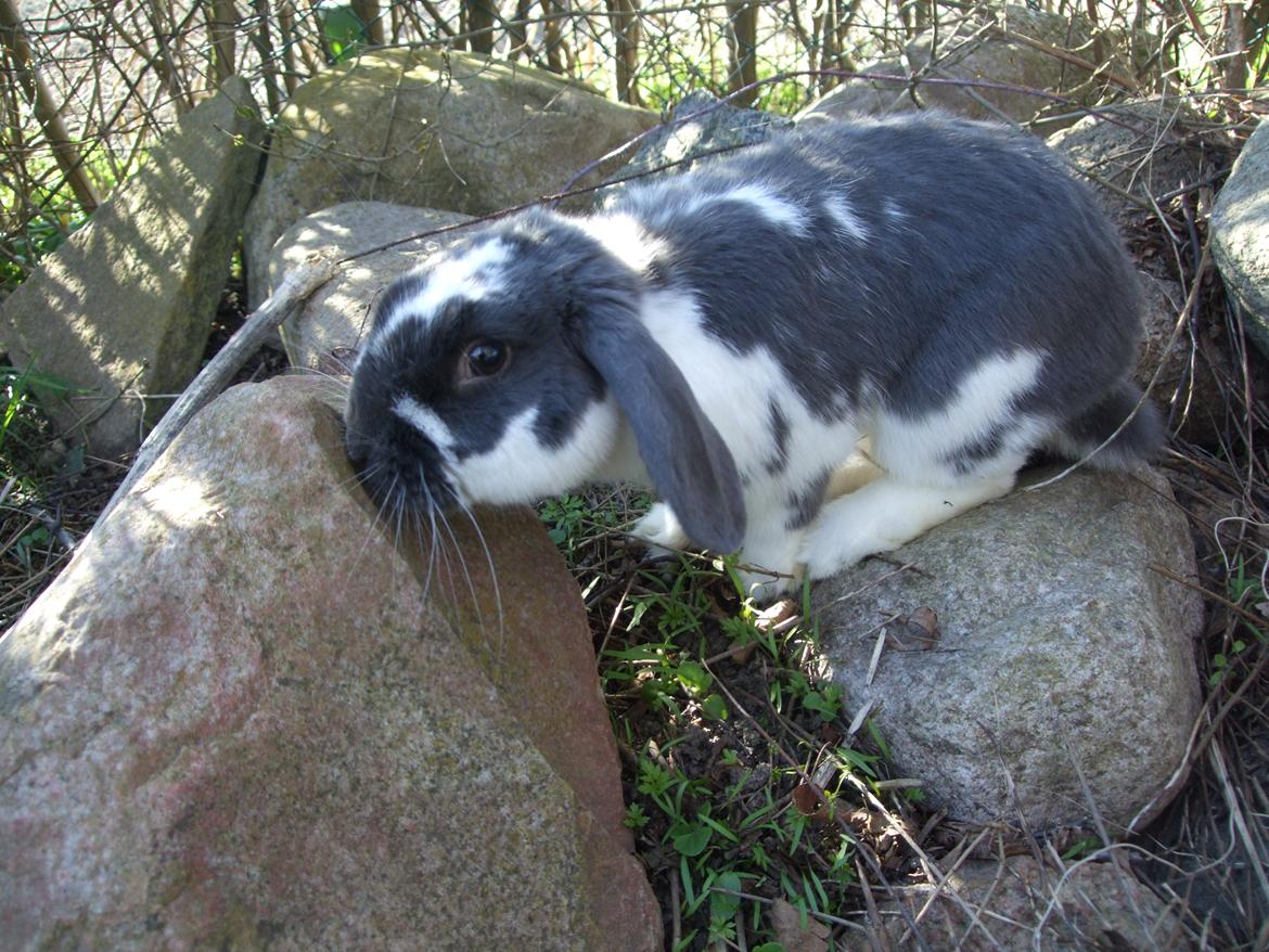 Kanin Funny's Lakio Look alike a Moviestar billede 6