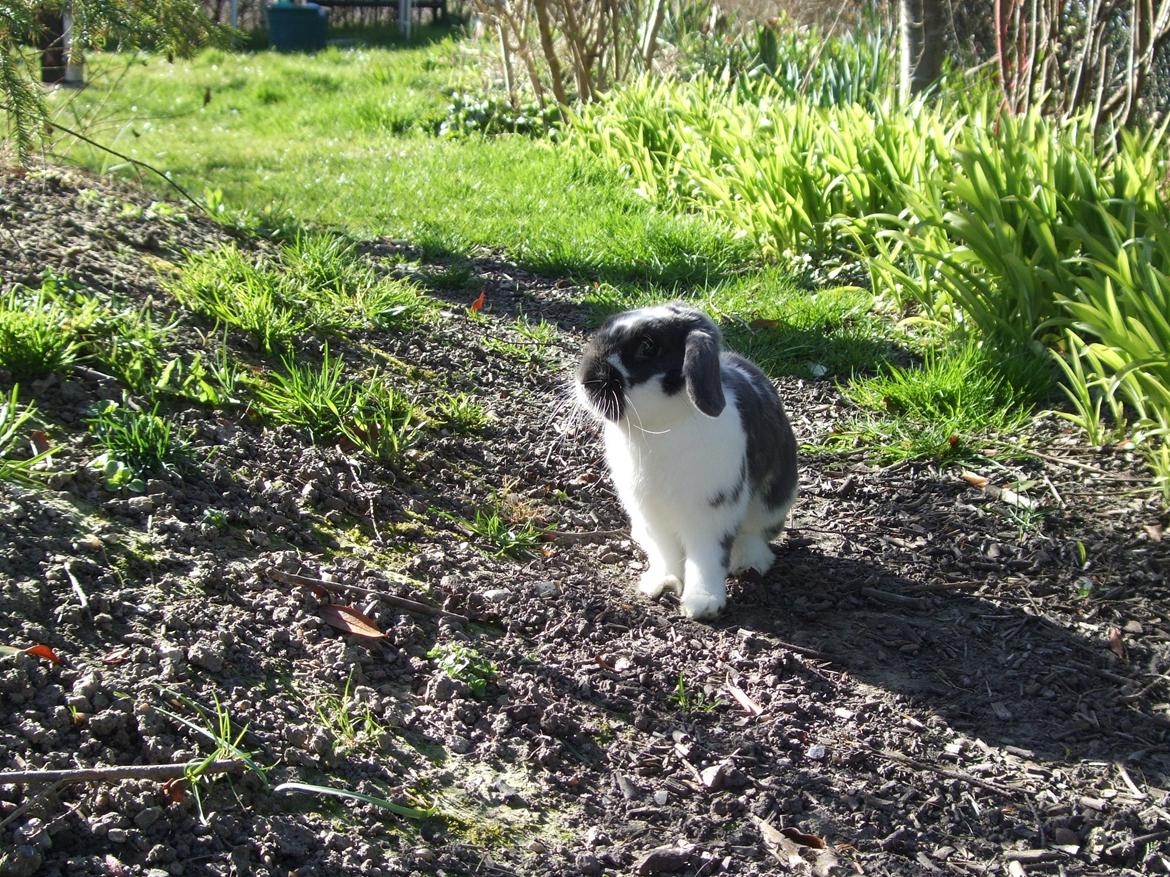 Kanin Funny's Lakio Look alike a Moviestar billede 7