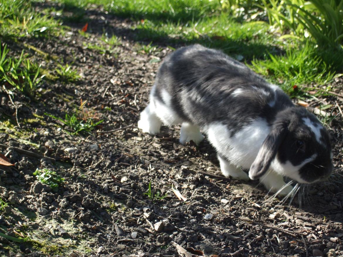 Kanin Funny's Lakio Look alike a Moviestar billede 8