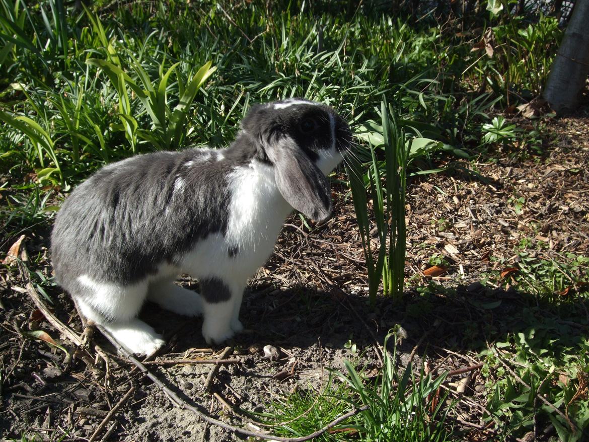 Kanin Funny's Lakio Look alike a Moviestar billede 9