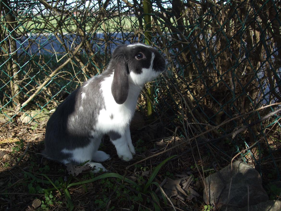 Kanin Funny's Lakio Look alike a Moviestar billede 10