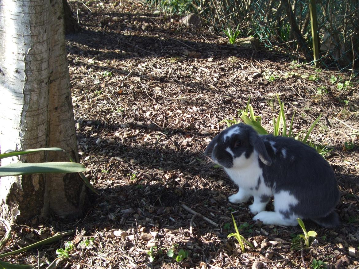 Kanin Funny's Lakio Look alike a Moviestar billede 11