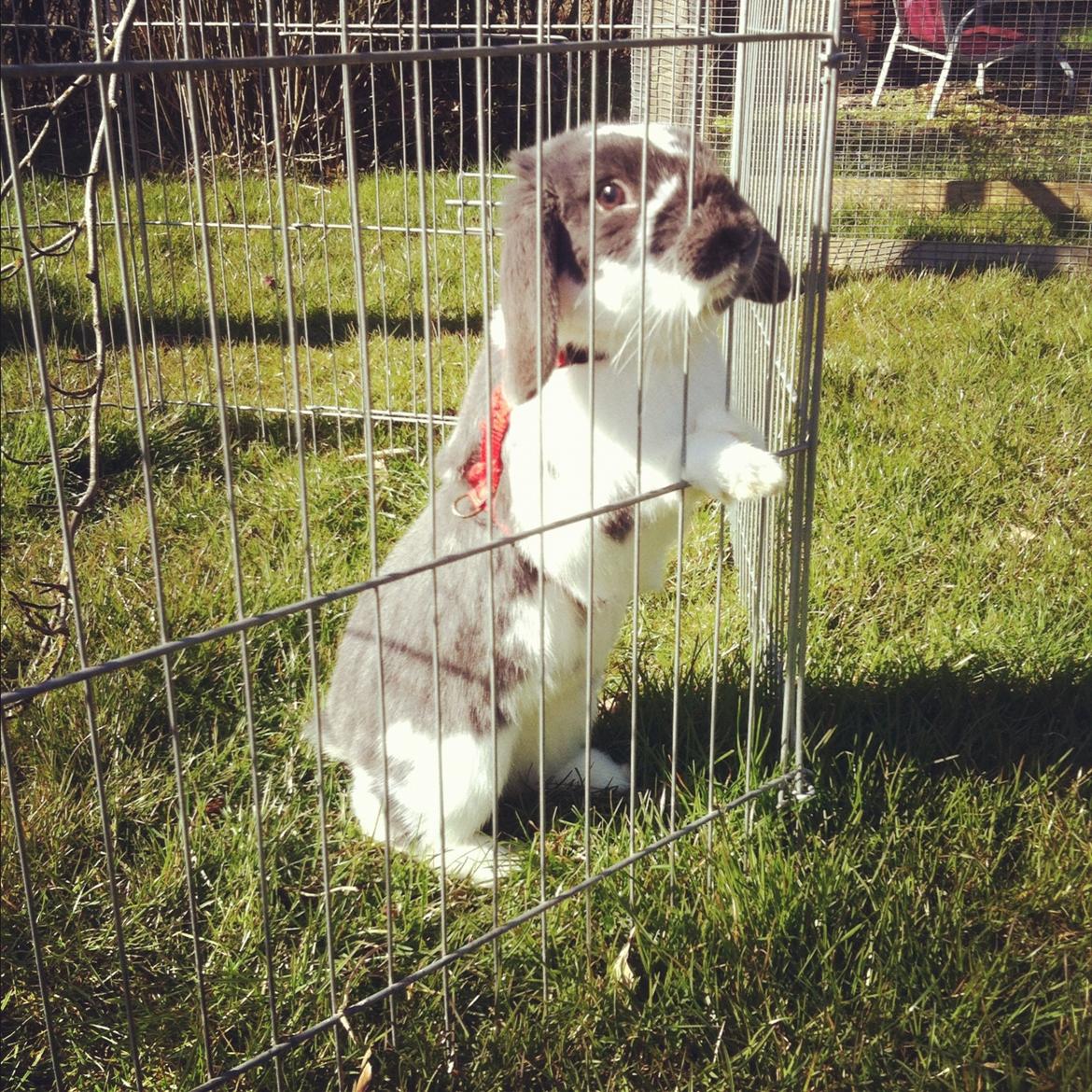 Kanin Funny's Lakio Look alike a Moviestar billede 13