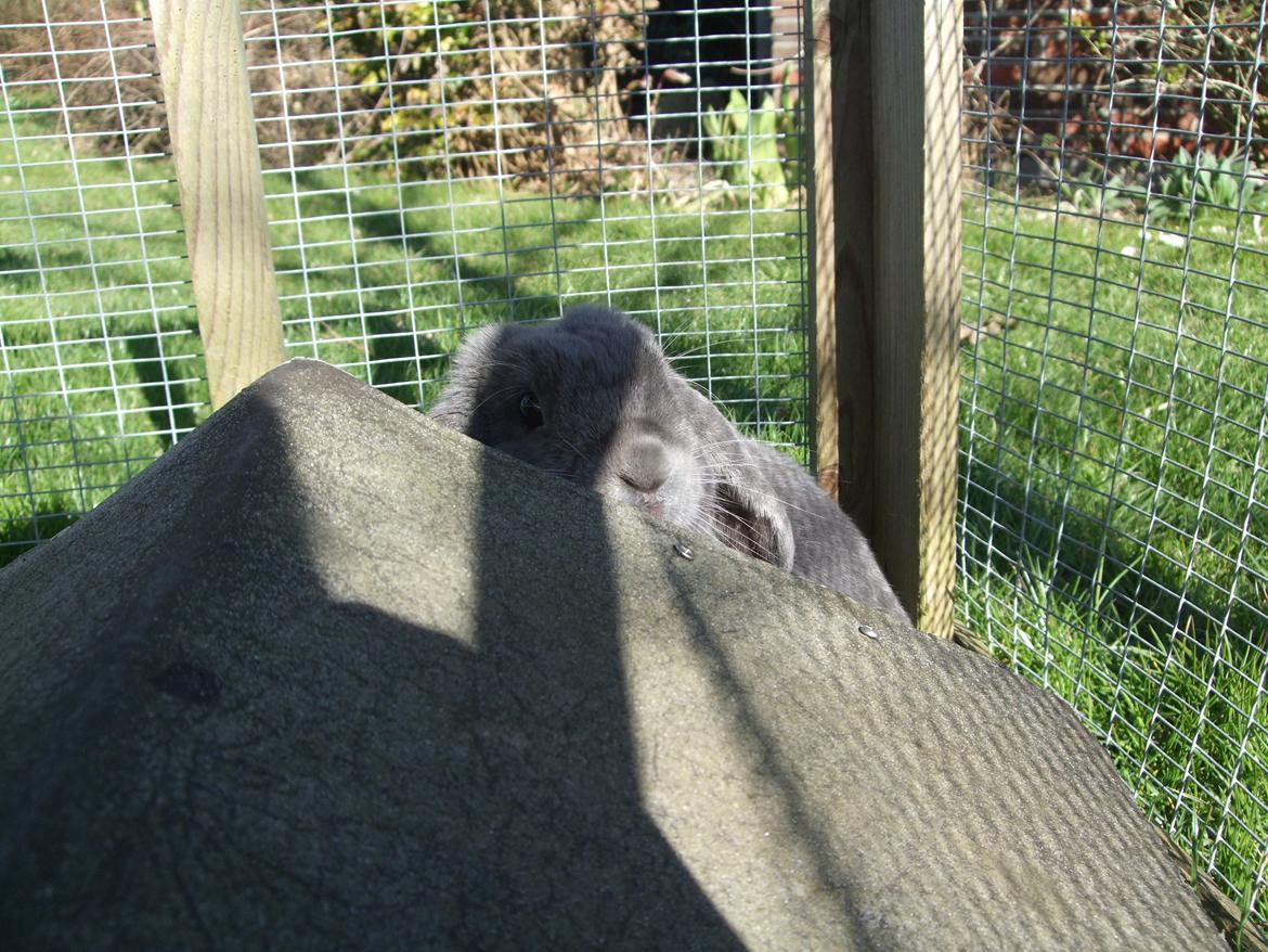 Kanin Lancia Kappa billede 4