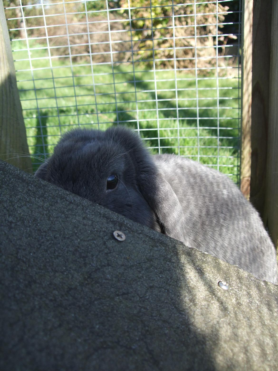 Kanin Lancia Kappa billede 5