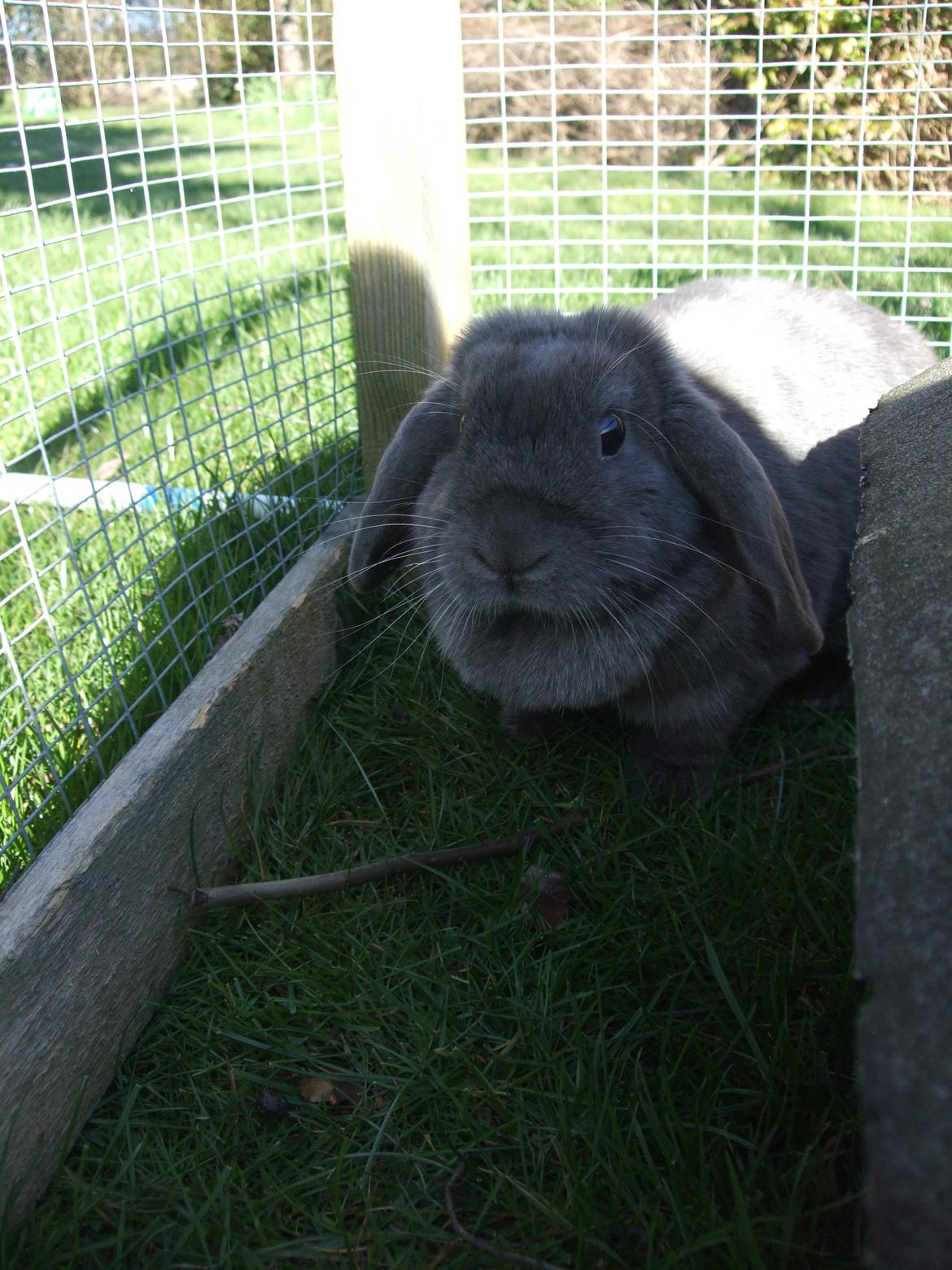 Kanin Lancia Kappa billede 6