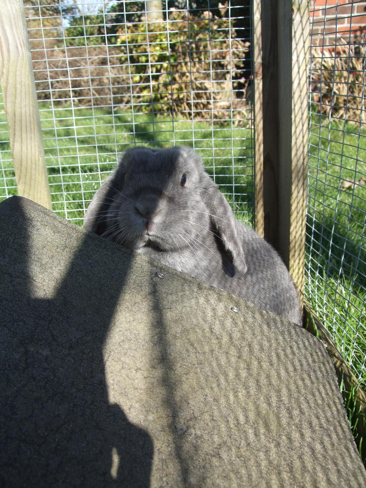 Kanin Lancia Kappa billede 7