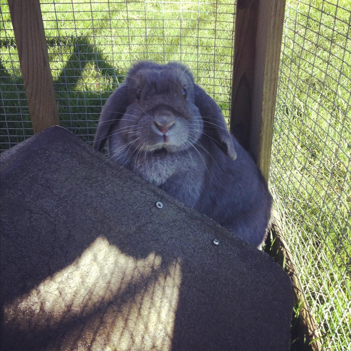 Kanin Lancia Kappa billede 8