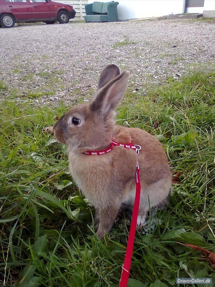 Kanin malibu | blanding - velkommen til min Profil billede 1