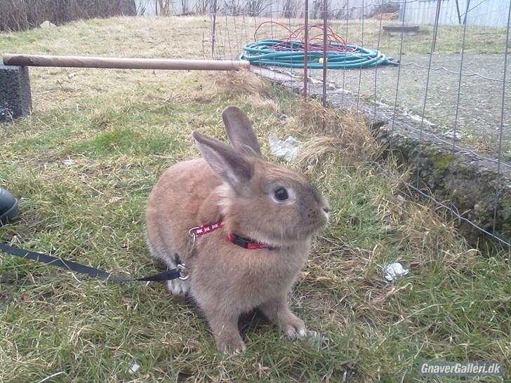 Kanin malibu | blanding billede 3