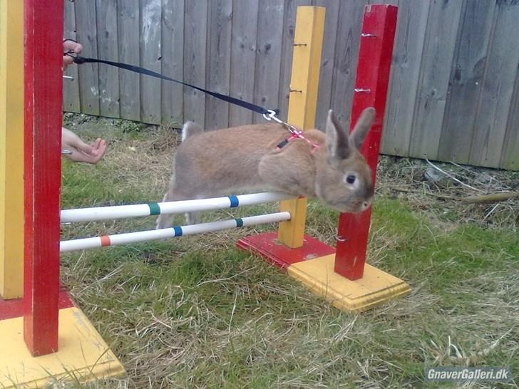 Kanin malibu | blanding billede 4