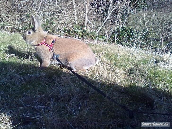 Kanin malibu | blanding billede 5