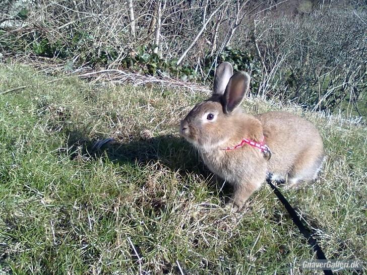 Kanin malibu | blanding billede 6