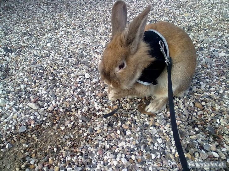 Kanin malibu | blanding billede 7