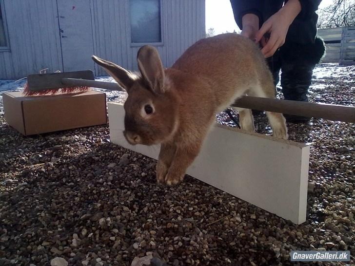 Kanin malibu | blanding billede 9