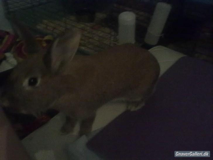 Kanin malibu | blanding billede 10