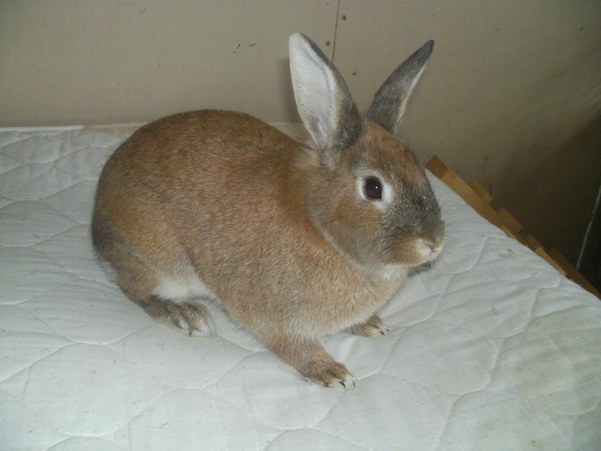 Kanin malibu | blanding billede 11