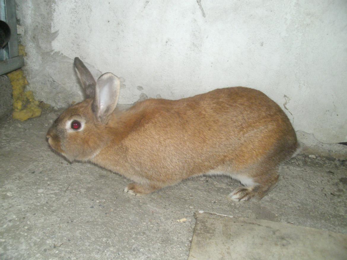 Kanin malibu | blanding billede 12