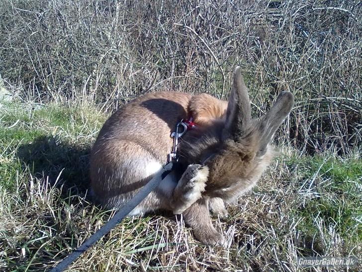 Kanin malibu | blanding billede 13