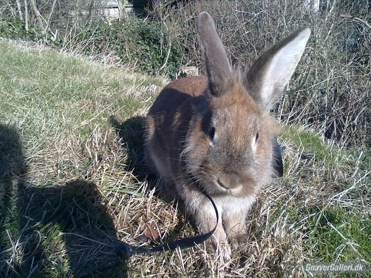 Kanin malibu | blanding billede 14