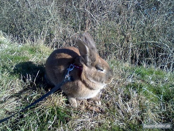 Kanin malibu | blanding billede 15