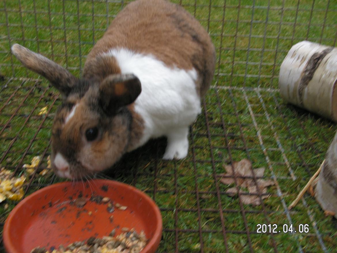 Kanin Martha Sofus - jeg har fåret et nyt bur billede 14