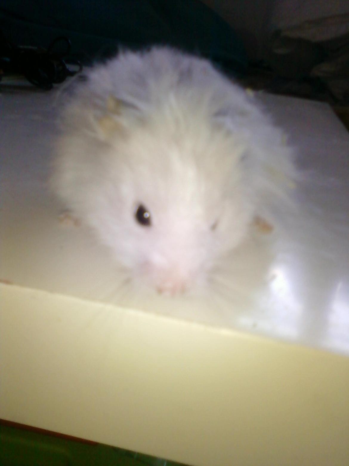 Hamster stampe - velkommen til stampe's profil billede 1