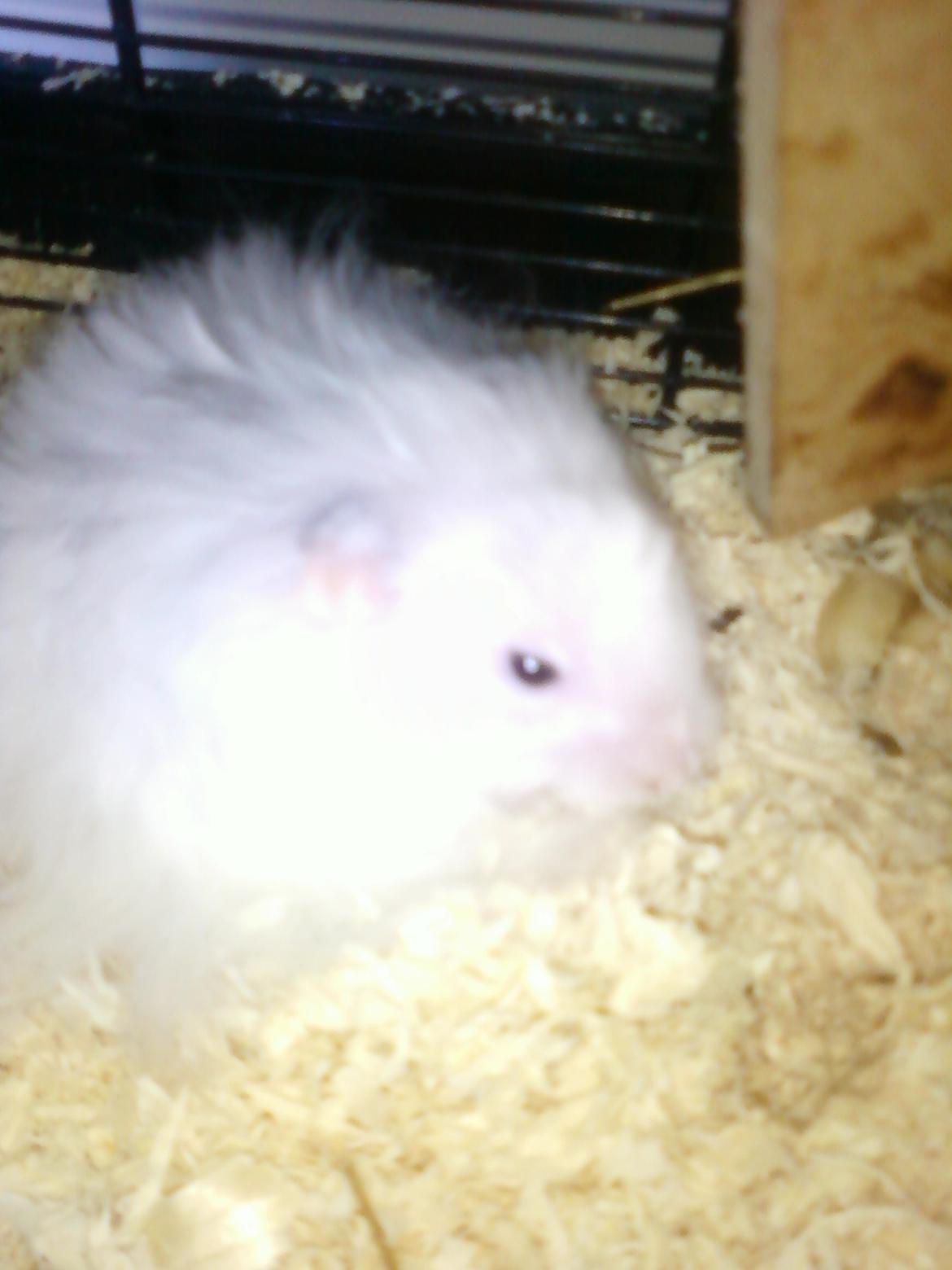 Hamster stampe - stampe's 4 års fødselvdag billede 2