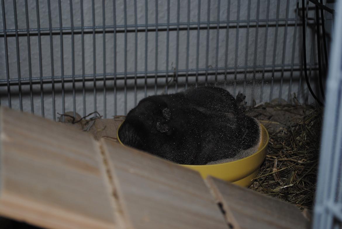 Chinchilla Sortenmuld billede 3