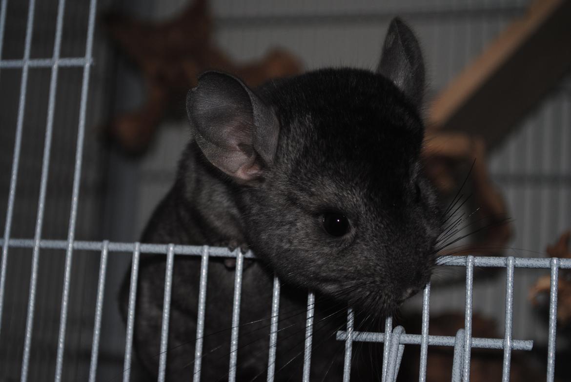 Chinchilla Sortenmuld billede 8