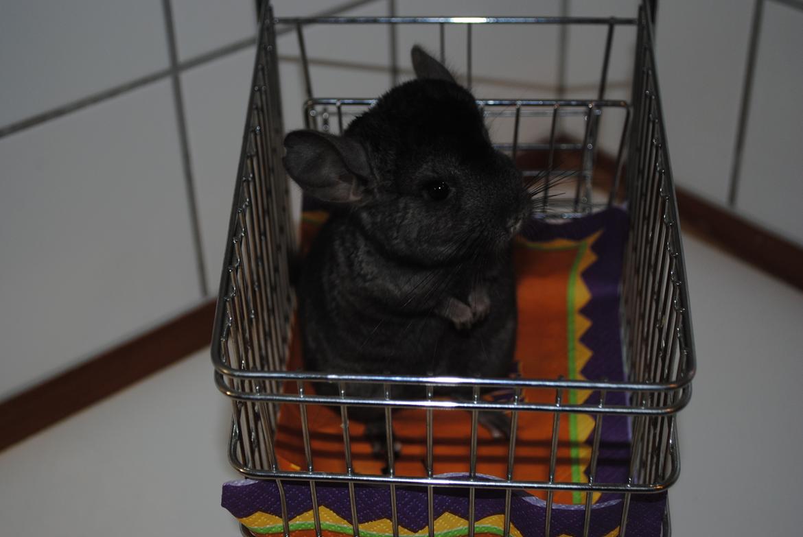 Chinchilla Sortenmuld billede 5